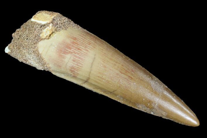 Real Spinosaurus Tooth - Nice Tip #90162